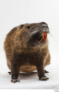 Nutria whole body 0006.jpg